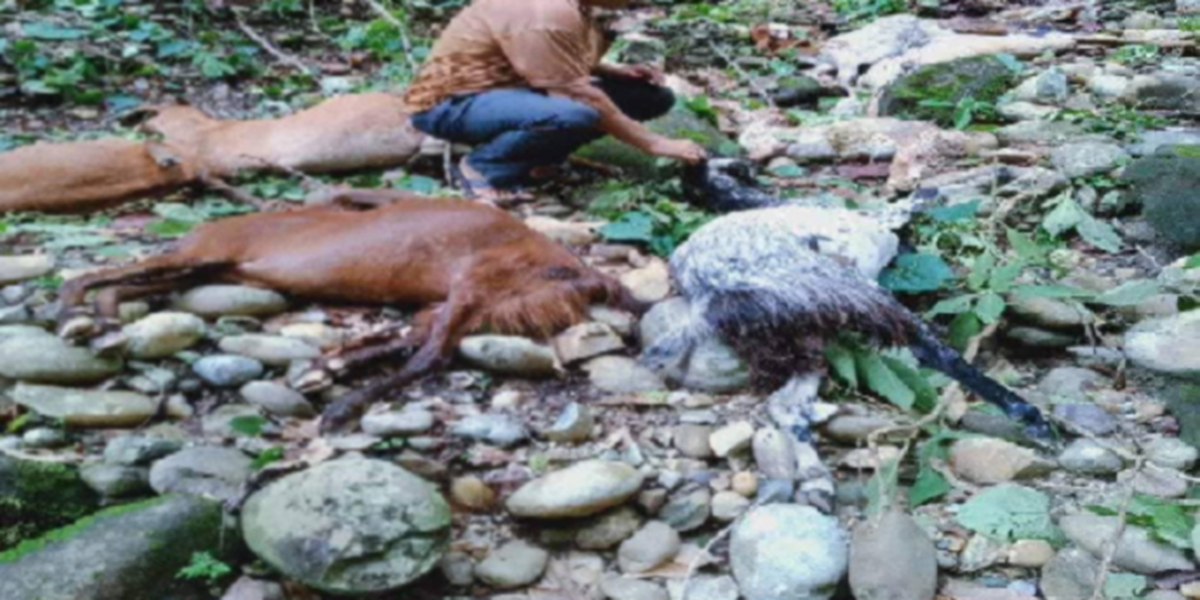 कैलालीमा बाघले २१ वटा बाख्रा मार्‍याे